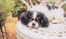可愛い子犬がいる庭