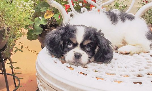 可愛い子犬がいる庭
