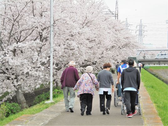 散歩する人々と桜並木