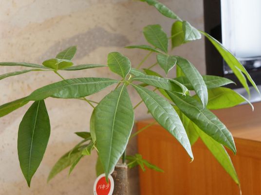 新緑が美しい植物