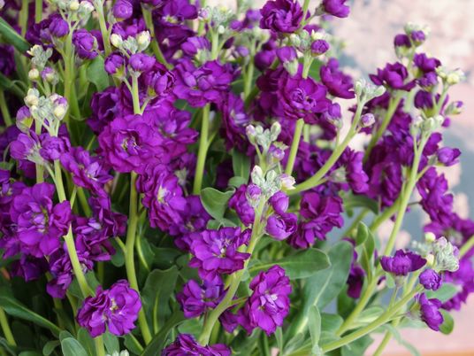 紫色の華やかな花