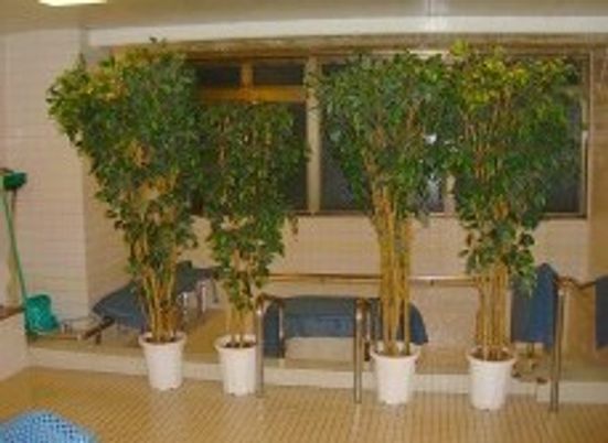 観葉植物と浴室