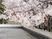 満開の桜の木