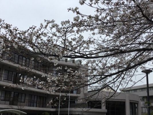 桜越しの建物外観  
