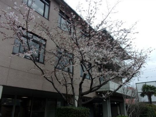 桜のある建物外観  