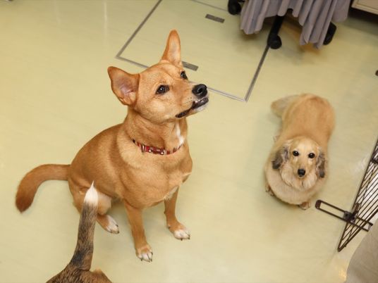 施設の写真 犬が３匹おり、内１匹はダックスフントである。もう１匹はお座りをしている。どの犬も、毛並みや爪は整っている。