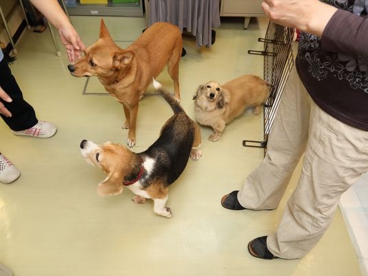 施設の写真 犬が３匹おり、内２匹は職員の方を向いている。残りの１匹は他方を見ている。全ての犬に首輪が付いている。