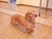 廊下の犬  