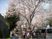 桜並木と散策中の人々