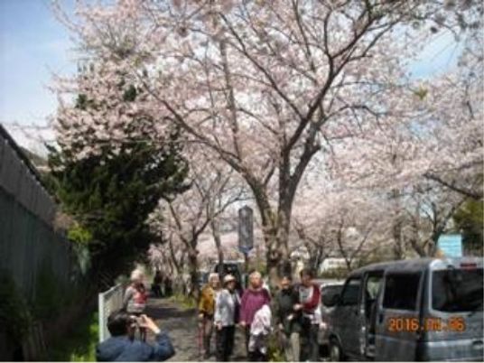 桜並木と散策中の人々