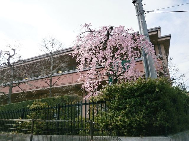 桜と建物 外観 春には桜が美しく咲き、施設の外観は季節の移ろいを感じさせます。施設の周りを散歩するのに最適です。