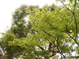 新緑の木々と光