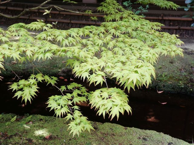新緑の庭の風景 日本庭園  やわらかな日差しのもと、新緑が心を落ち着かせる庭。ここでのひとときは、日々の仕事のやりがいとなるでしょう。