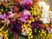  色とりどりの花々  