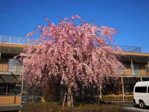 桜が咲く施設の外観  