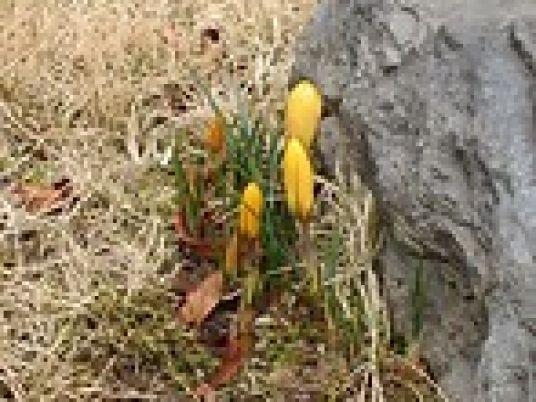 石のそばの花
