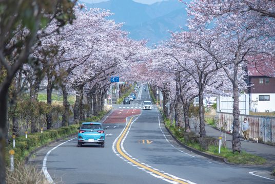 桜並木の道路