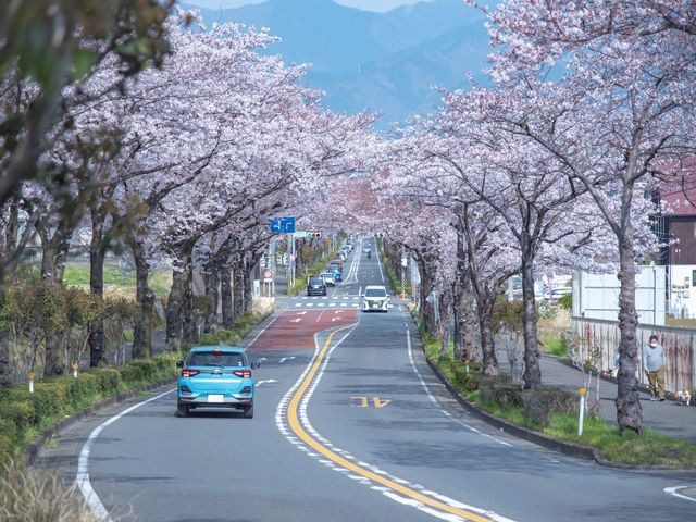 桜並木の道路 外観 周辺環境に桜並木が広がる施設です。春には桜が美しく咲き誇ります。