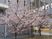 桜が咲く建物前庭  