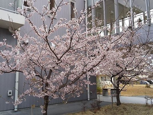 桜が咲く建物前庭  