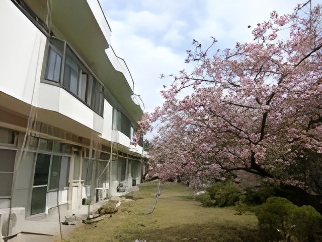 桜が咲く庭 庭 庭には満開の桜が咲き、自然を感じながらリラックスできる静かな場所です。