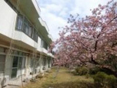 桜が咲く庭