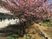 桜が咲く中庭  