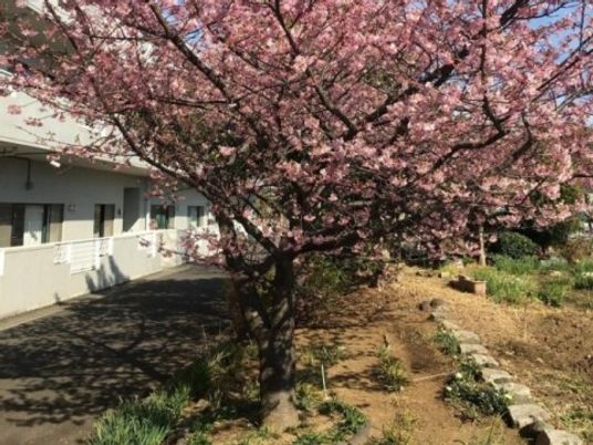 桜が咲く中庭  