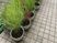 鉢植えが並ぶテラス  