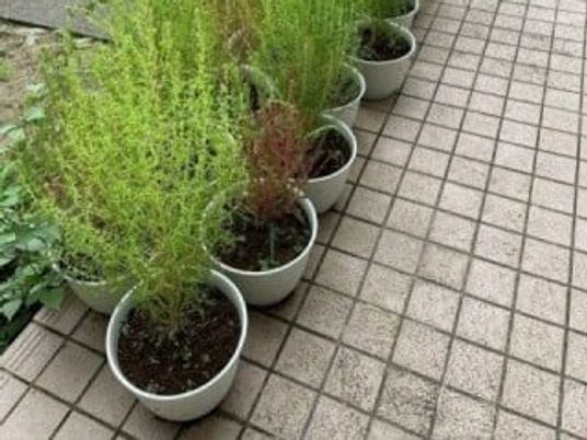 鉢植えが並ぶテラス  
