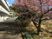 桜が咲く建物脇の通路  