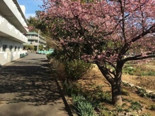 桜が咲く建物脇の通路  
