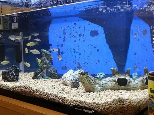 魚が泳ぐ水槽風景