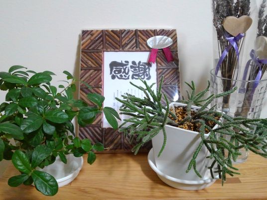 飾り棚の観葉植物  