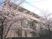 桜に囲まれた外観  