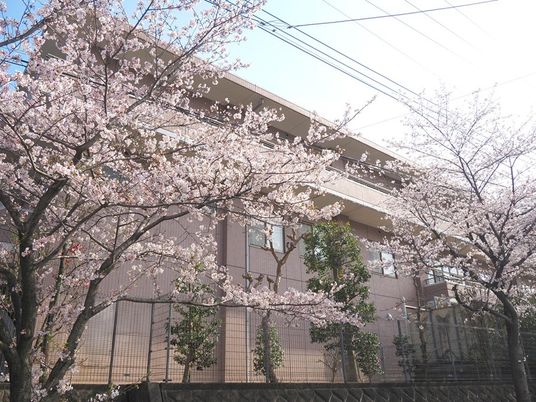桜に囲まれた外観  