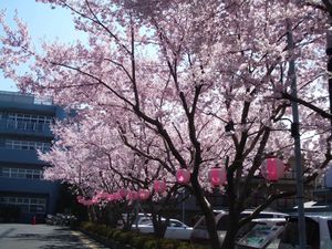 桜に囲まれた道