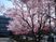 桜に囲まれた道