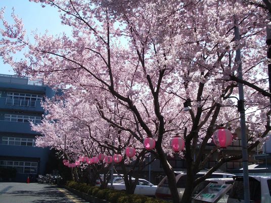 桜に囲まれた道