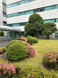 緑と花が彩る庭