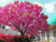 満開の桜がある庭  