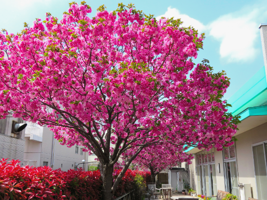 満開の桜がある庭  