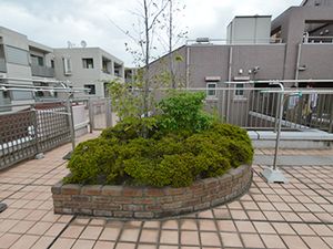植物が植えられたテラス