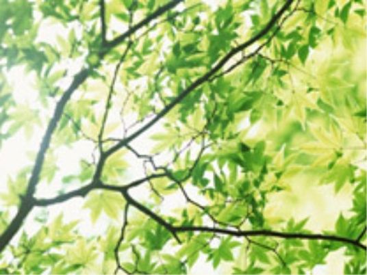 新緑の木漏れ日