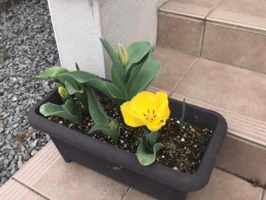 玄関前の花壇  