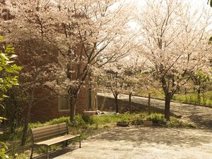 桜が咲く庭