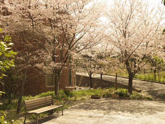 桜が咲く庭