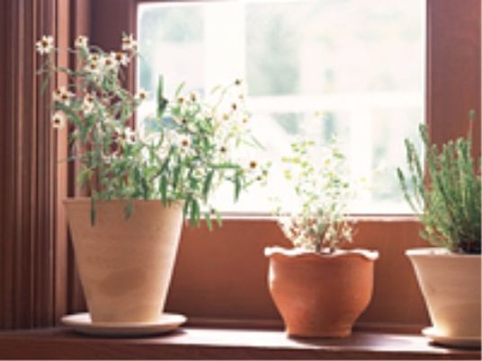 窓辺の明るい植物たち