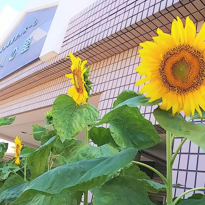 ひまわりと建物外観