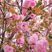 満開の桜の枝
